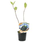 ( луговые и горные травы )aroni Ame lanokarupa3 номер (1 pot ) огород (.. состояние )