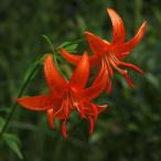 ( луговые и горные травы ) лилия ( 100 .) машина лилия ( машина 100 .)2.5~3 номер (1 pot )