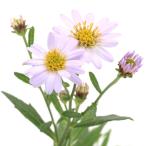 （山野草）キク（菊）タニガワコンギク（谷川紺菊）　３号（１ポット）