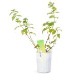 ( луговые и горные травы ) желтый золотой лист - na type b3 номер (1 pot )