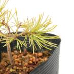 ( луговые и горные травы ) бонсай matsu( сосна ) самка . холод высокий matsu( самка . холод . сосна ) рассада 3 номер (1 pot )