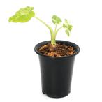 一点物斑入りクワズイモ５号