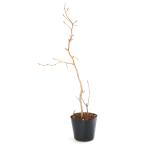 ( луговые и горные травы ) бонсай рыба болото бук 3 номер (1 pot )