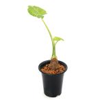 一点物斑入りクワズイモ５号