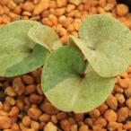 ( луговые и горные травы ) can AOI ( холод .) товар вид серия маленький .hi механизм n AOI утро свет 3 номер (1 pot ) классика садоводство 