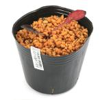 ( луговые и горные травы ) язык popo(.. Британия )kalas лист язык popo(. лист .. Британия )2.5~3 номер (1 pot )(.. состояние )