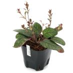 ( луговые и горные травы )ko корова .nsagigoke(hemi graph .sp обод lifo задний )3 номер (1 pot )