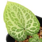 ( луговые и горные травы ) can AOI ( холод .)a обезьяна msp. черепаха . Вьетнам производство 3 номер (1 pot ) классика садоводство 