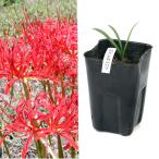 ( луговые и горные травы )hi gun bana( Rico белка радиоконтроллер a-ta....). белый 2 -цветный набор 3 номер (2 pot комплект )