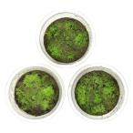 ( террариум ) мох hikari goke Mini cup (1 cup ) Hokkaido * Kyushu авиапочта необходимо теплоизоляция 