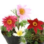 ( луговые и горные травы )okinagsa(..) цветок цвет случайный 3 номер (5 pot комплект )(.. состояние )