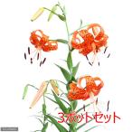 ( луговые и горные травы ) лилия ( 100 .)oni лилия (. 100 .)2.5~3 номер (3 pot комплект )
