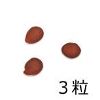 （観葉植物）種子　オーキッドツリー（白花）の種（３粒）発芽保証なし