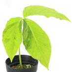 ( луговые и горные травы ). ввод oo рукоятка ge( большинство лето ) 3~4 номер (1 pot )(.. состояние )