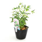 ( луговые и горные травы ) Lynn dou( дракон .)..3 номер (1 pot )(.. состояние )