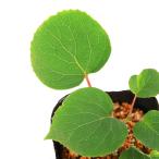 ( луговые и горные травы ) бонсай iwagalami( скала ..) 3 номер (1 pot )