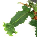 ( луговые и горные травы )sida(. зуб )iwaomo Dakar ( скала поверхность высота ) дракон бог 3 номер (1 pot ) вечнозеленый . много год .