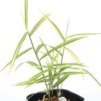 ( луговые и горные травы ). ввод wild o-tsu(. корень ko van saw )3 номер (1 pot )