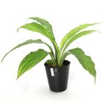 ( луговые и горные травы ) креветка ne( море . корень )ryu поплавок .u креветка ne(. лампочка море . корень )3.5 номер (1 pot )