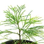 ショッピングテラリウム （テラリウム）一点物　カスアリナｓｐ．　ニューカレドニア産（１鉢）（３９２９２８）