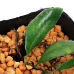 ( луговые и горные травы )sida(. зуб ) лев лист ryu поплавок . лошадь mezuta( лев лист . лампочка бобы плющ )3 номер (1 pot ) вечнозеленый . много год . надеты сырой растения 