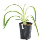 ( луговые и горные травы ). ввод no can слон (. входить ...) 3 номер (1 pot )(.. состояние )