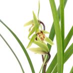 ( луговые и горные травы ) can Ran ( холод орхидея ) синий цветок товар вид flat замок (he ненормальность ) 3 номер (1 pot ) Япония холод орхидея классика садоводство (.. состояние )