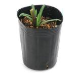 ( луговые и горные травы ) персик цветок hi gun bana( Rico белка радиоконтроллер a-ta....) 3 номер (1 pot комплект )