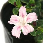 ( луговые и горные травы )kouchougi/kouchouka(. шт дерево,. птица цветок ) 3 номер (1 pot )