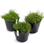 ( луговые и горные травы )sida(. зуб ) - liganekazla3 номер (1 pot ) вечнозеленый . много год .