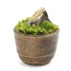 ( бонсай ) мох бонсай способ гора камень дыра иметь Mashiko . цветочный горшок ( уголь .)(1 горшок )