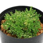 ( луговые и горные травы )sida(. зуб ) товар вид серия iwahiba...(ina The wahime)2.5~3 номер (1 pot ) классика садоводство 