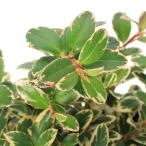 ( луговые и горные травы ) бонсай . ввод koke Momo 3 номер (1 pot )