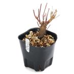 ( луговые и горные травы ) бонсай yamamomiji бонсай покрой 3 номер (1 pot )(.. состояние )