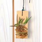 （観葉植物）洋ラン　レプトティス・ユニカラー　板付き（１株）