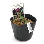 ( луговые и горные травы )s Mille ( фиолетовый ) ho kobamyou Gin (. лист Akira бог ) 2.5~3 номер (1 pot )