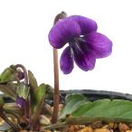 ( луговые и горные травы )s Mille ( фиолетовый )nmazus Mille ( Numazu фиолетовый ) 2.5~3 номер (1 pot )