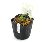 ( луговые и горные травы )s Mille ( фиолетовый ) белый ganes Mille ( белый золотой фиолетовый ) 2.5~3 номер (1 pot )