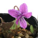 ( луговые и горные травы )s Mille ( фиолетовый )filifk The was Mille (. входить удача . фиолетовый ) 2.5~3 номер (1 pot )