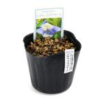 ( луговые и горные травы )s Mille ( фиолетовый ) viola elachi все 2.5~3 номер (1 pot )