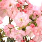 ( луговые и горные травы ) бонсай Sakura ( Sakura ) asahi гора Sakura высота структура .3.5 номер ~(1 pot )