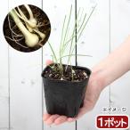 （山野草）ノビル（野蒜）　球根入り　３号（１０ポット）　家庭菜園