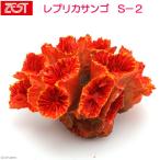 zen acid ZEST копия коралл S-2
