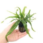 ( водоросли ) микро санки ump терроризм ps narrow (1 pot минут )