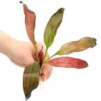 ( водоросли ) Echinodorus fancy кручение ( подводный лист )( нет пестициды )(1 АО )