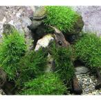 ( водоросли )* выращивание settled * Willow Moss коряга Mini размер (8cm и меньше )( подводный лист )( нет пестициды )( 1 шт. )