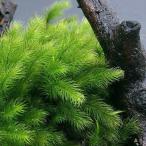 ( декоративное растение ) террариум мох кипарис goke2 упаковка минут 