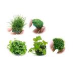 （水草）置くだけ簡単　水草ボール（水中葉）（無農薬）５種セット