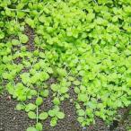 ( водоросли ) новый Large pearl-grass ( подводный лист )( нет пестициды )(5шт.@)