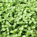 ( водоросли ) новый Large pearl-grass ( водный лист )( нет пестициды )(1 упаковка минут )